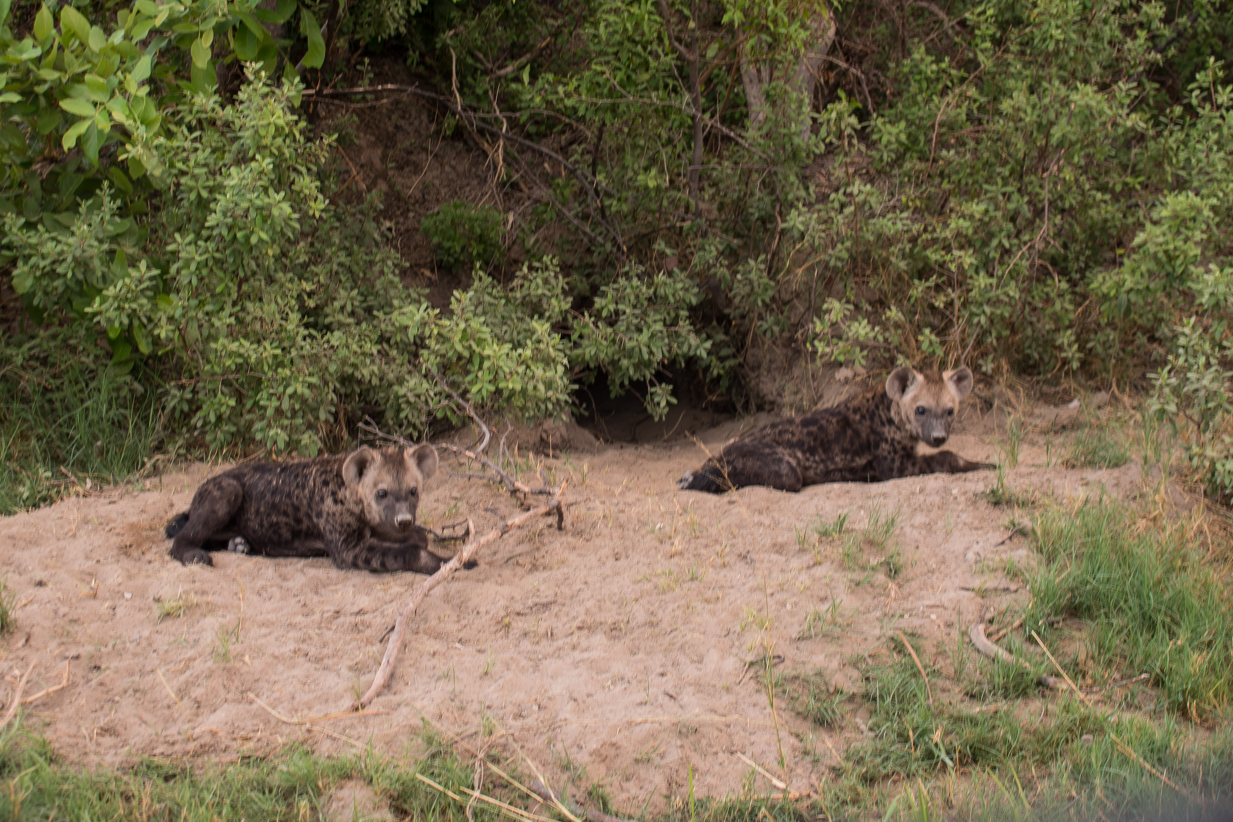 Hyènes tachetées (Spotted hyaenas, Crocuta crocuta),  2 juvéniles jouant devant leur terrier,  Shinde, Delta de l'Okavango, Botswana.